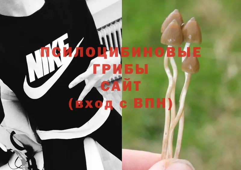 MEGA сайт  Байкальск  Псилоцибиновые грибы Psilocybine cubensis 